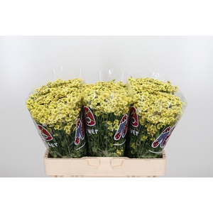 Chr San Mad Nyaka Cr