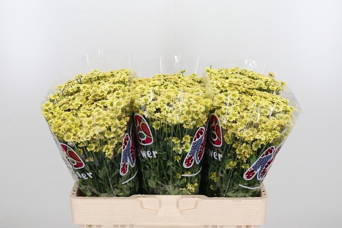 <h4>Chr San Mad Nyaka Cr</h4>