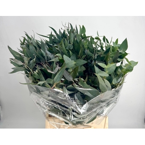 Euc. Gloria Maria Short