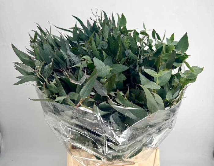 <h4>Euc. Gloria Maria Short</h4>