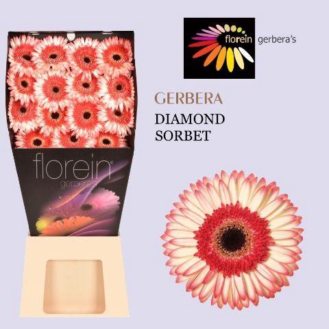 <h4>Gerbera Sorbet Diamond</h4>