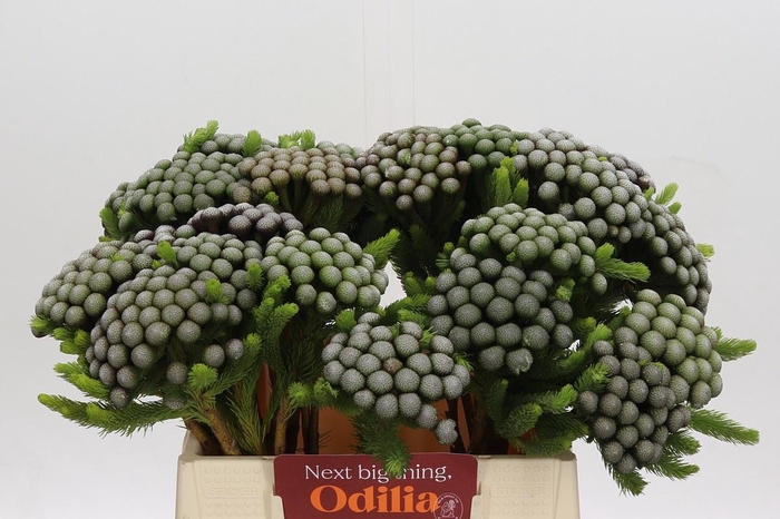 <h4>Kaaps Groen Albiflora</h4>