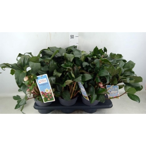 Helleborus  'Angel Glow'