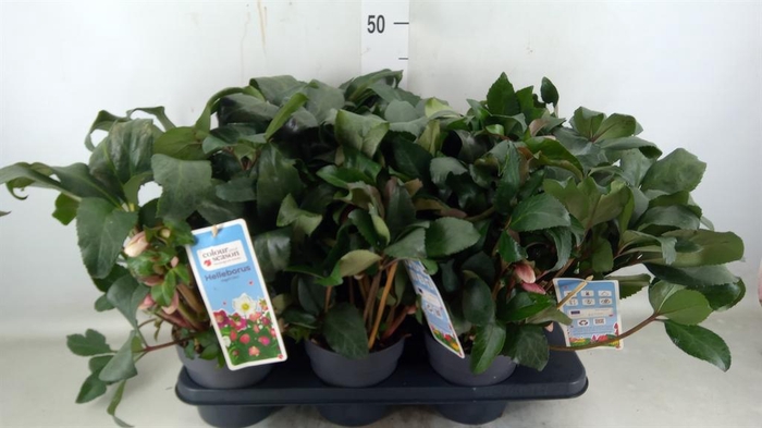 <h4>Helleborus  'Angel Glow'</h4>