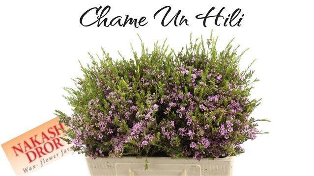 <h4>CHAME UN HILI</h4>