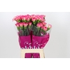 Dianthus St Spritz