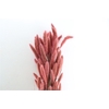 Dried Setaria X5 Frosted L Pink Bunch
