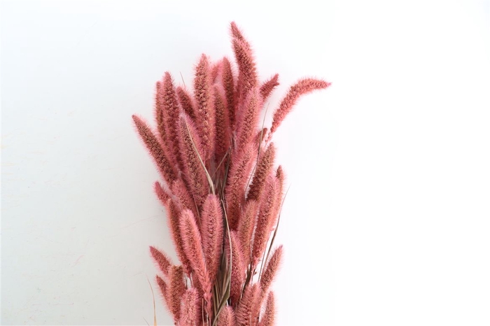 Dried Setaria X5 Frosted L Pink Bunch