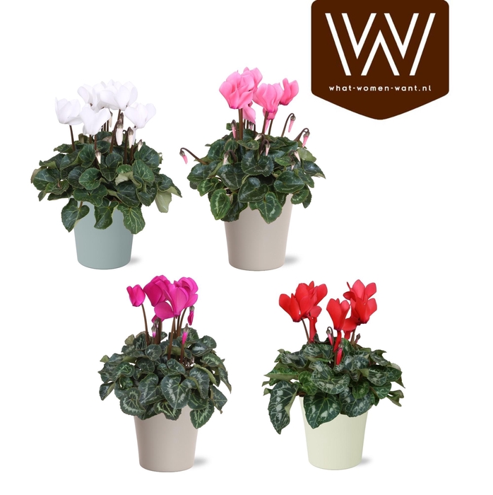 <h4>Collectie "Fruity Blend" Cyclamen mix in keramiek Lotte</h4>