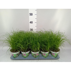 Cyperus alternifolius 'Zumula'