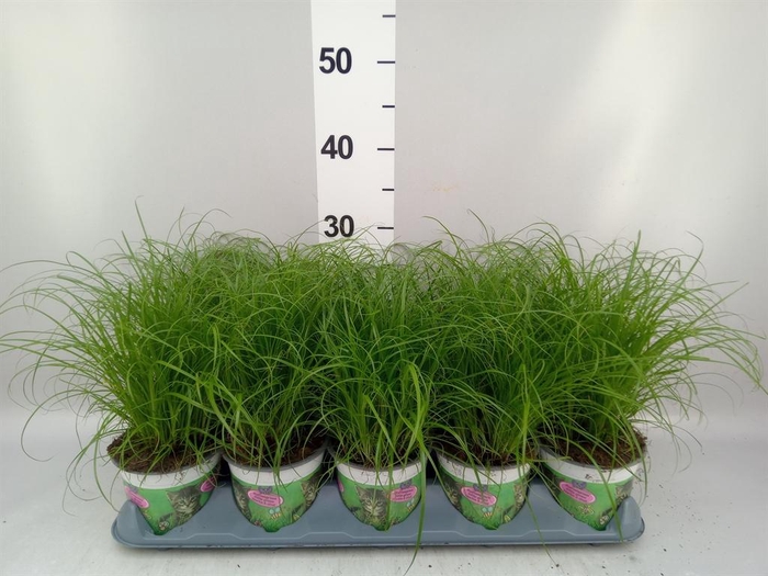 <h4>Cyperus alternifolius 'Zumula'</h4>