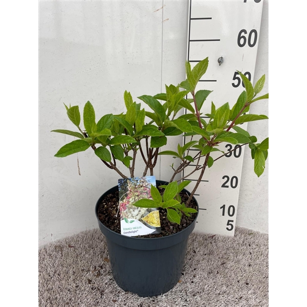 <h4>Hydrangea pan. Candlelight 50-60 P26</h4>