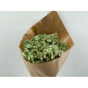 Pres Hydrangea Soft Green Bunch