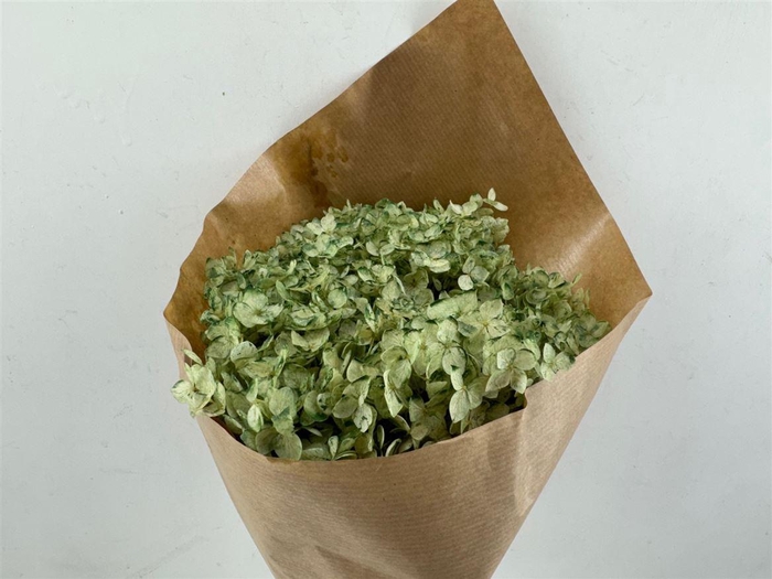<h4>Pres Hydrangea Soft Green Bunch</h4>