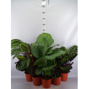 Calathea   ...mix