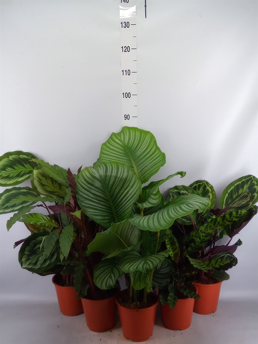 <h4>Calathea   ...mix</h4>