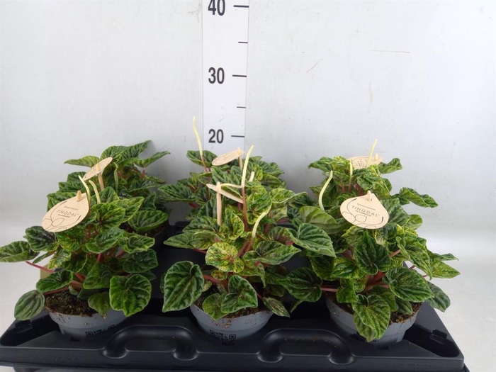 <h4>Peperomia</h4>