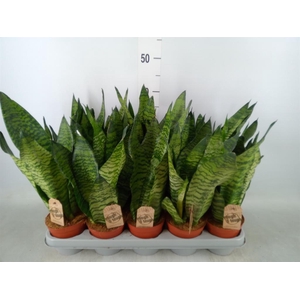 Sansevieria cyl.  ...