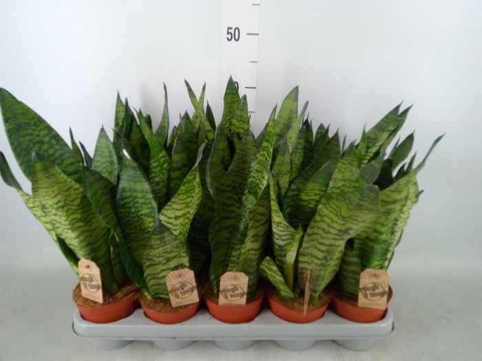 <h4>Sansevieria cyl.  ...</h4>