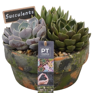 Arr.  Succulents L%