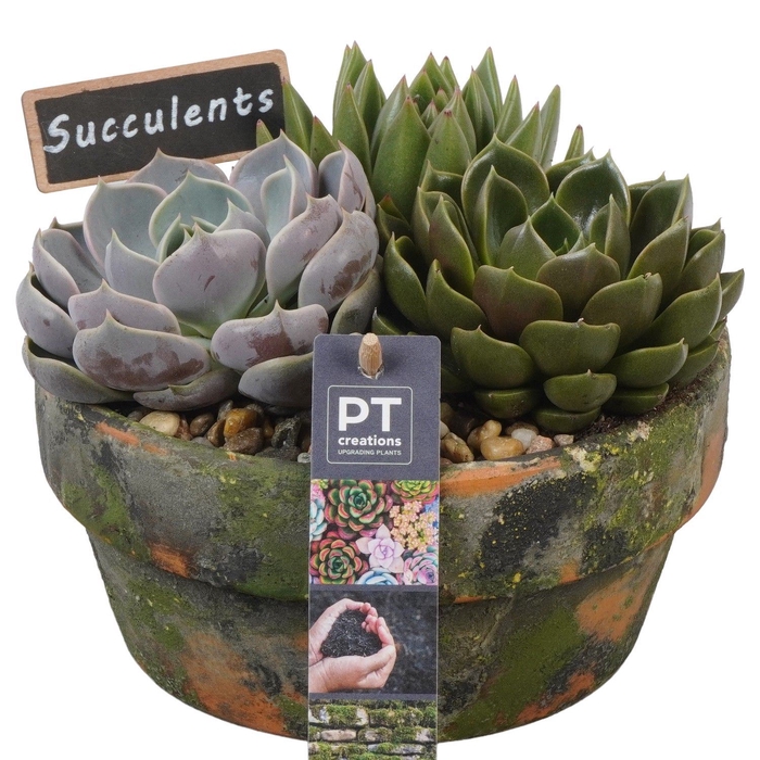 <h4>Arr.  Succulents L%</h4>