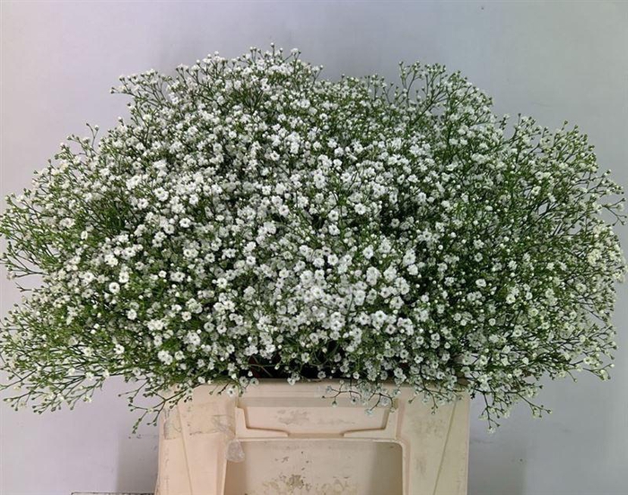 <h4>Gyps Zinzi Aboa</h4>