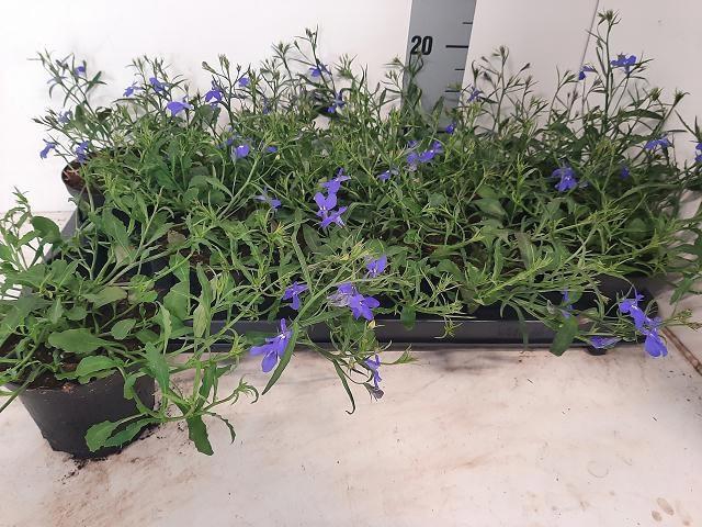 <h4>LOBE ER BAHARI BLUE</h4>