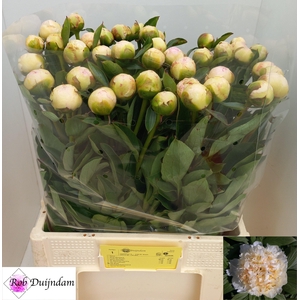 Paeonia Top Brass