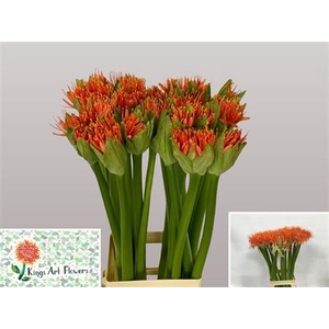 Scadoxus Orange Wonder