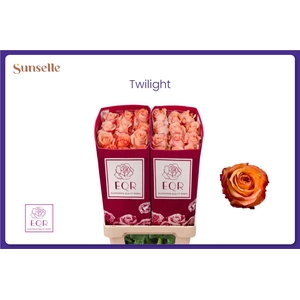 R GR TWILIGHT@