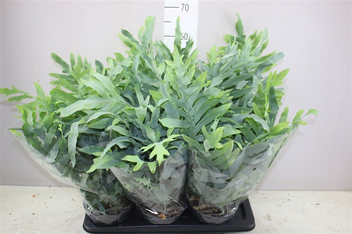 <h4>Phlebodium Aureum Blue Star</h4>
