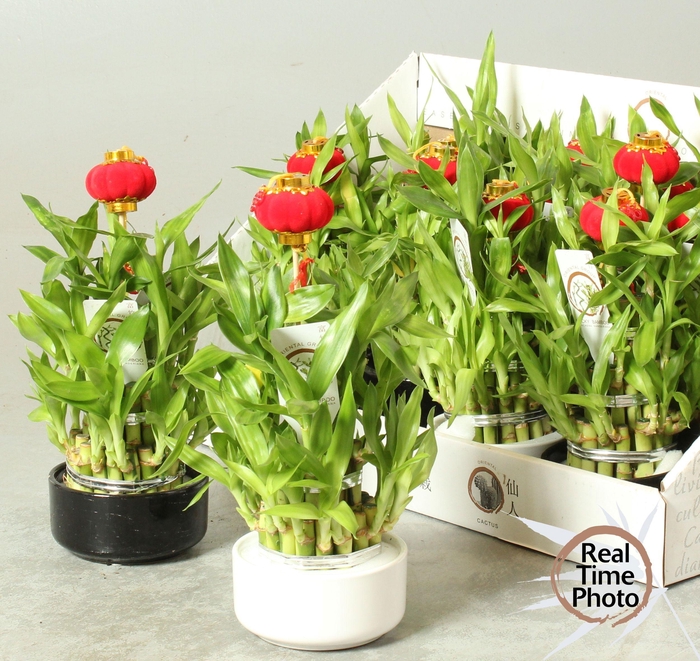 <h4>DRA LUCKY BAMBOO</h4>