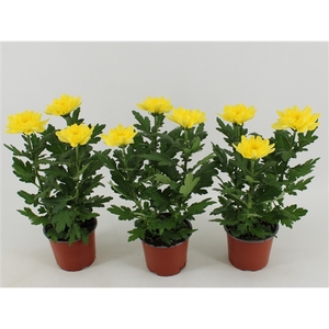 Chrysant Zembla Geel