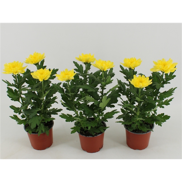 <h4>Chrysant Zembla Geel</h4>
