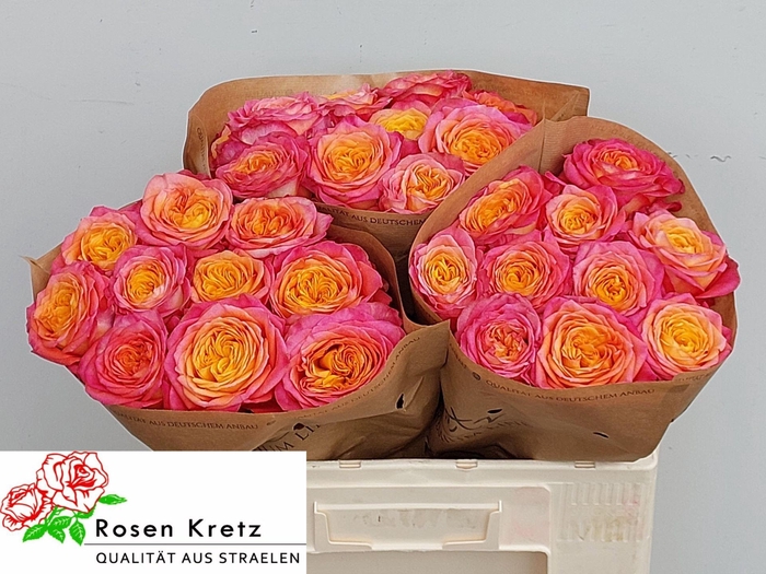 <h4>ROSA GR 'CAMPARI'</h4>