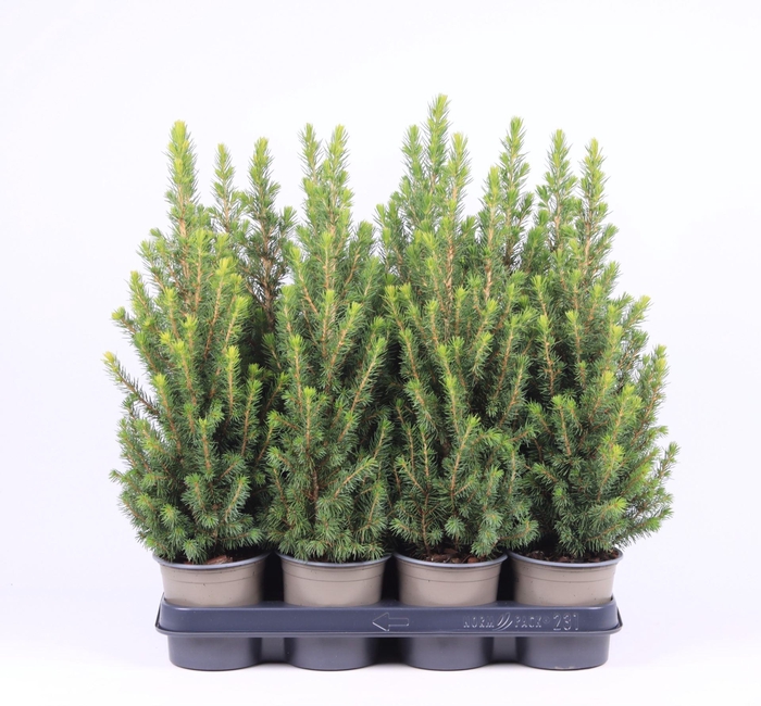 <h4>Picea glauca Conica</h4>