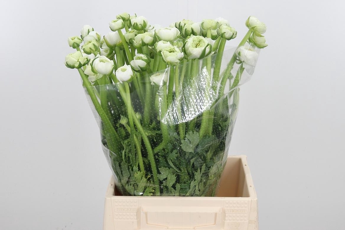 <h4>Ran El White</h4>