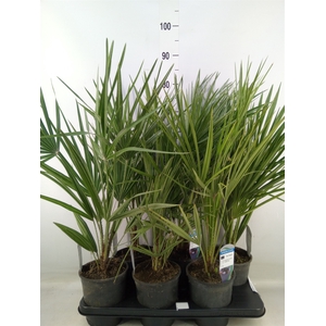 Chamaerops humilis