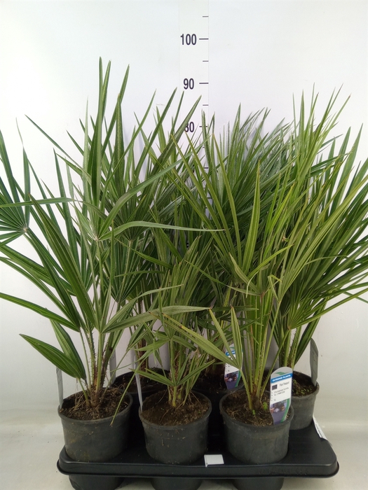 <h4>Chamaerops humilis</h4>