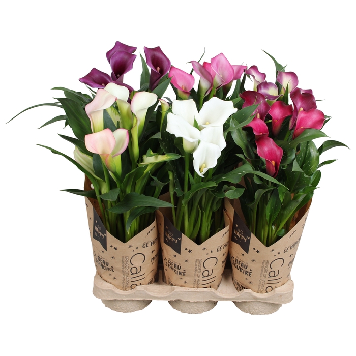 <h4>Zantedeschia gemengd Calla Moederdag mix in kraft hoes</h4>