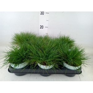 Festuca glauca 'Compacta Blue'