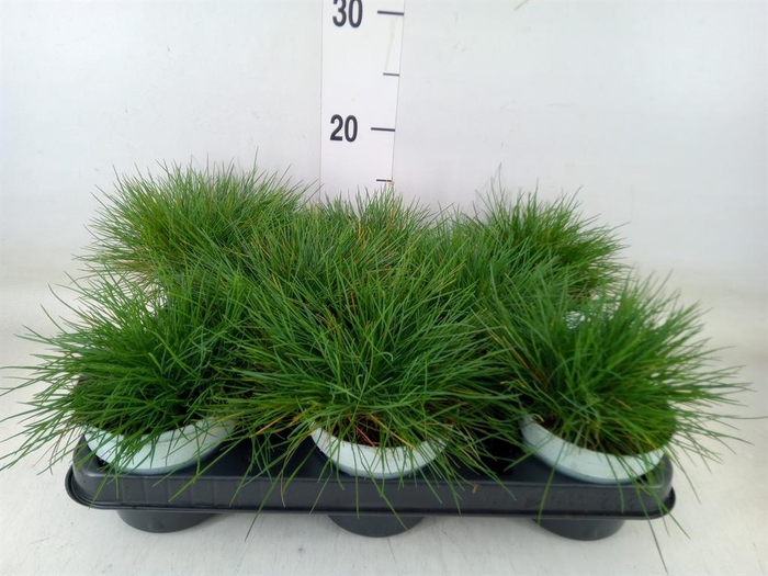 <h4>Festuca glauca 'Compacta Blue'</h4>