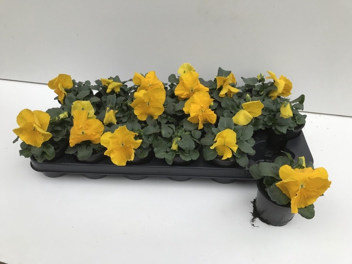 <h4>VIO WI EB YELLOW</h4>