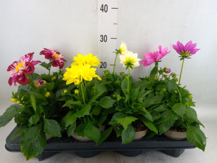 <h4>Dahlia DE 'Labella Medio'   ...mix</h4>