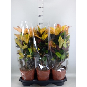 Codiaeum var. KL 'Mrs Iceton'
