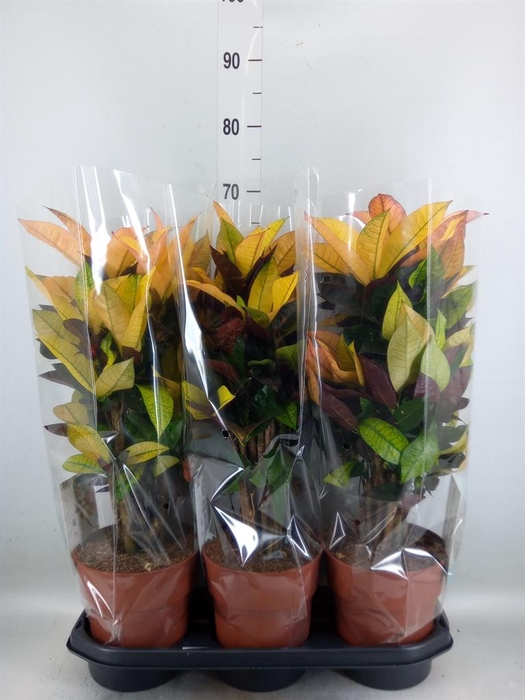 <h4>Codiaeum var. KL 'Mrs Iceton'</h4>