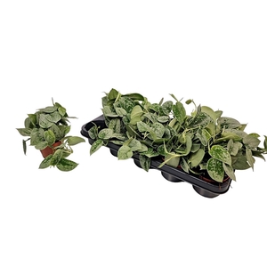 SCIND PICT SILVE ANN