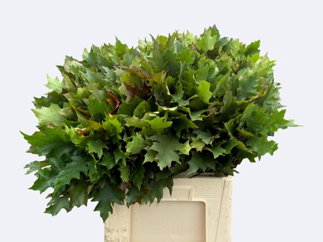<h4>Quercus Rubra Nouws</h4>