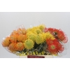 Nutans Mix 3 kleur