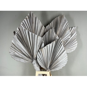 DF Palm Spear King 90cm W.Wash
